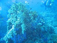 1250  Rødehavet, Shark & Yolanda reef 2004
