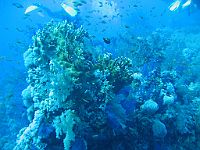 1260  Rødehavet, Shark & Yolanda reef 2004