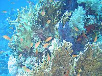 1270  Rødehavet, Shark & Yolanda reef 2004