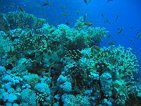 1280  Rødehavet, Shark & Yolanda reef 2004