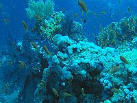 1290  Rødehavet, Shark & Yolanda reef 2004
