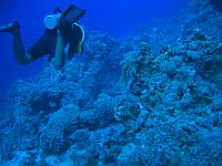 1310  Rødehavet, Shark & Yolanda reef 2004