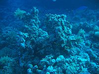 1320  Rødehavet, Shark & Yolanda reef 2004