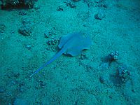 1330  Rødehavet, Shark & Yolanda reef 2004