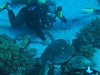 1370  Rødehavet, Shark & Yolanda reef 2004