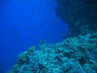 1410  Rødehavet, Shark & Yolanda reef 2004