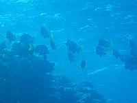2610  Rødehavet, Thomas reef 2004