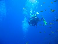 2700  Rødehavet, Woodhouse reef 2004
