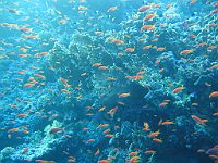 2710  Rødehavet, Woodhouse reef 2004