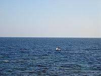 1574  Rødehavet 2008